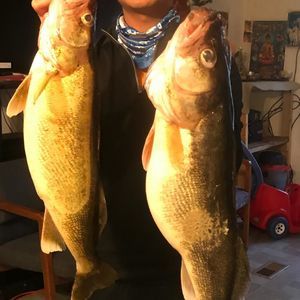 Meet your Posher, Bunly